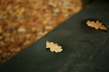 Sonbahar ıslak yaprakları arka plan/sonbahar arka plan, sarı yaprakları ağaçlardan düşmüş, yaprakları sonbahar, sonbahar Parkı