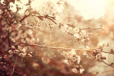 ihale bahar çiçekler arka plan/çiçekli dalları güzel resim