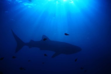 Balina köpekbalığı sahne manzara/soyut sualtı büyük deniz balığı, macera, Dalış, şnorkelli yüzme