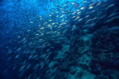 su/deniz ekosistemi altında scad söve, mavi bir arka planda balık büyük okul, canlı soyut balık