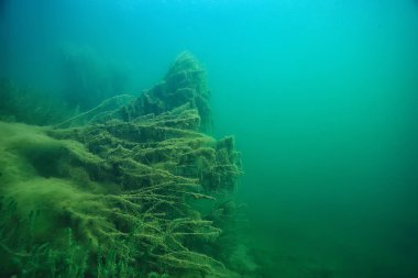 bitkiler ekosistem manzara nehir su sualtı taze güneş ışınları