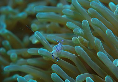 mercan resifi makro/doku, soyut deniz ekosistemi arka plan üzerinde bir mercan resifi