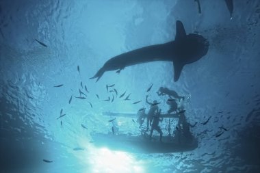 Balina köpekbalığı sahne manzara/soyut sualtı büyük deniz balığı, macera, Dalış, şnorkelli yüzme