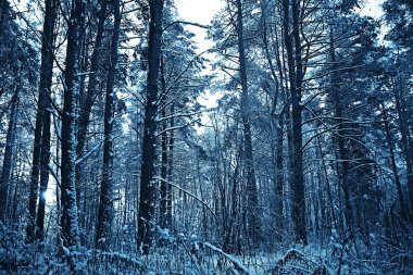 arka plan ağaç dallar doğa kış manzara kışlık orman