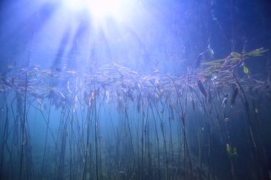 bitkiler ekosistem manzara nehir su sualtı taze güneş ışınları