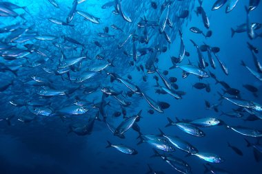 su altında denizde küçük balık çok/balık kolonisi, balıkçılık, okyanus yaban hayatı sahnesi