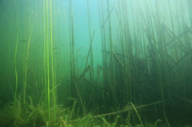 ekoloji ekolojik felaket manzara nehir sualtı
