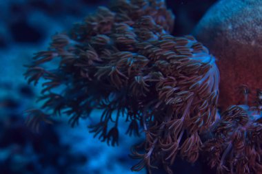 mercan resifi makro/doku, soyut deniz ekosistemi arka plan üzerinde bir mercan resifi