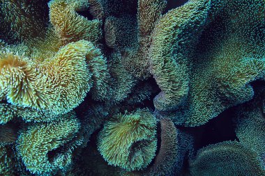 mercan resifi makro/doku, soyut deniz ekosistemi arka plan üzerinde bir mercan resifi