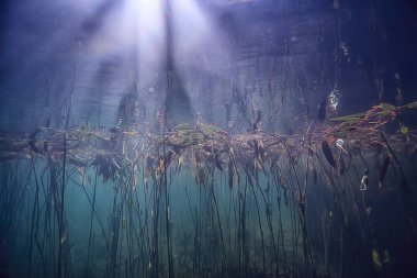 bitkiler ekosistem manzara nehir su sualtı taze güneş ışınları