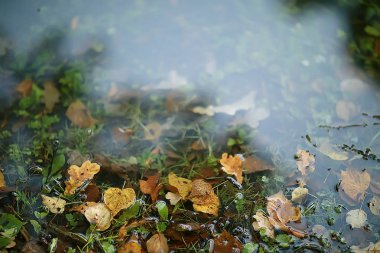 Sonbahar ıslak yaprakları arka plan/sonbahar arka plan, sarı yaprakları ağaçlardan düşmüş, yaprakları sonbahar, sonbahar Parkı