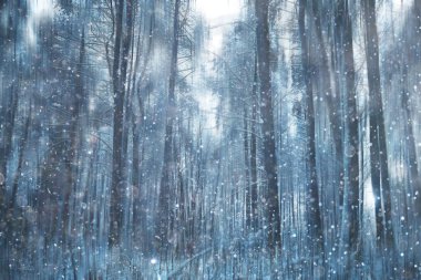 Orman kar bulanık arka plan/kış manzara kar kaplı orman, ağaçlar ve dalları kış havalarda