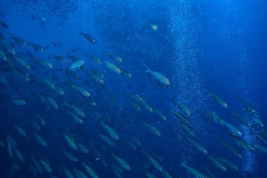 su/deniz ekosistemi altında scad söve, mavi bir arka planda balık büyük okul, canlı soyut balık