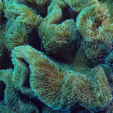 mercan resifi makro/doku, soyut deniz ekosistemi arka plan üzerinde bir mercan resifi