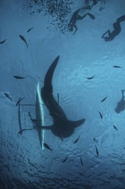 deniz ekosistemi sualtı görünümü/denizdeki mavi okyanus vahşi doğa, soyut arka plan