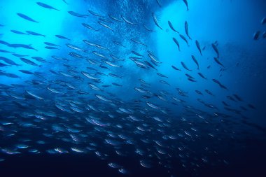 su altında denizde küçük balık çok/balık kolonisi, balıkçılık, okyanus yaban hayatı sahnesi