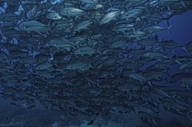 birçok Caranx sualtı/büyük balık Flock, sualtı dünyası, okyanus ekolojik sistemi