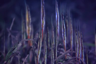 deniz ekosistemi sualtı görünümü/denizdeki mavi okyanus vahşi doğa, soyut arka plan