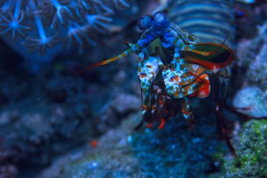 bir mercan resifi üzerinde karides Mantis sualtı/sualtı sahnesi, tropikal deniz, alışılmadık yaratık, makro