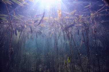 ağaçlar ekoloji göl güzel manzara su sular taze