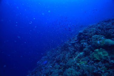 deniz ekosistemi sualtı görünümü/denizdeki mavi okyanus vahşi doğa, soyut arka plan