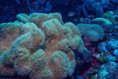 mercan resifi makro/doku, soyut deniz ekosistemi arka plan üzerinde bir mercan resifi