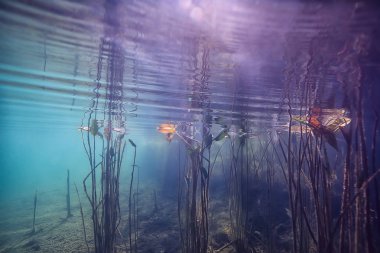 ekoloji ekolojik felaket manzara nehir sualtı