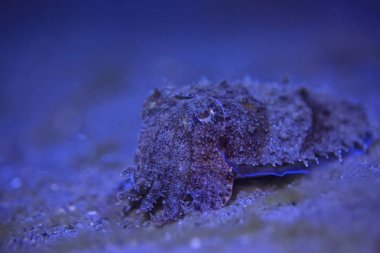 mürekkepbalığı sualtı/sualtı dünyası, Pasifik Okyanusu 'nda deniz yaşamı yaban hayatı hayvan dalış