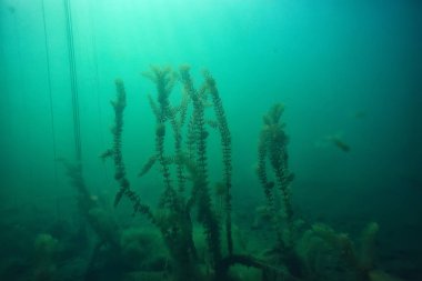 mangroves sualtı peyzaj arka plan/soyut çalılar ve ağaçlar su, şeffaf su doğa Eko