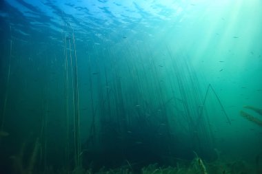 arka plan doğa güneş mavi mavi deniz sualtı su deniz ışınları
