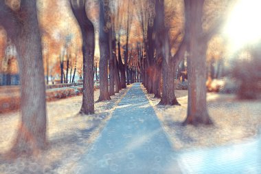 Soyut bir sonbahar Parkı arka plan bulanık/vurgular ve sarı bir sonbahar şehir parkında güneşli bir günde bokeh ile güzel manzara