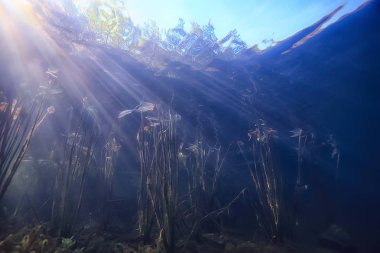 Bataklık sualtı manzara soyut/batık ağaçlar ve net suda yosun, ekoloji sualtı dünyası