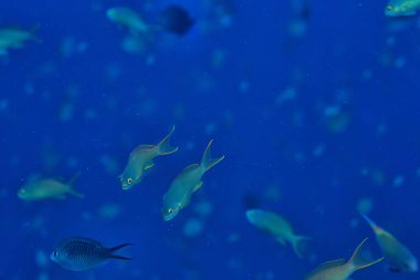 deniz ekosistemi sualtı görünümü/denizdeki mavi okyanus vahşi doğa, soyut arka plan
