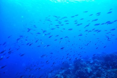 sualtı dünyası/mavi deniz vahşi, dünya Okyanusu, inanılmaz sualtı