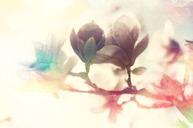 arka plan çiçek/kavramı bulanık değil açık yumuşak arka plan yay tasarım