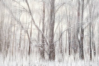 Orman kar bulanık arka plan/kış manzara kar kaplı orman, ağaçlar ve dalları kış havalarda