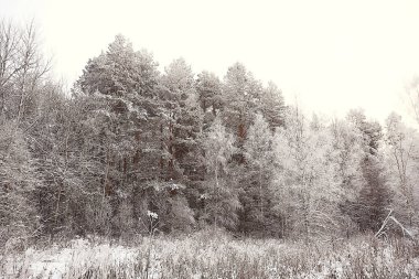 arka plan ağaç dallar doğa kış manzara kışlık orman