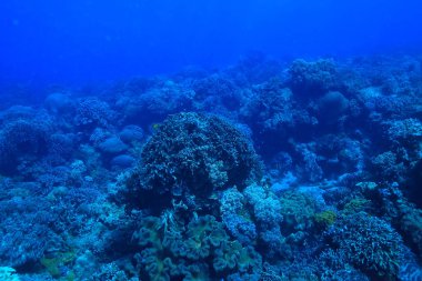 su Okyanusu altında/peyzaj sualtı dünyası, sahne mavi Idyll doğa