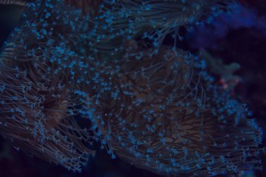 mercan resifi makro/doku, soyut deniz ekosistemi arka plan üzerinde bir mercan resifi