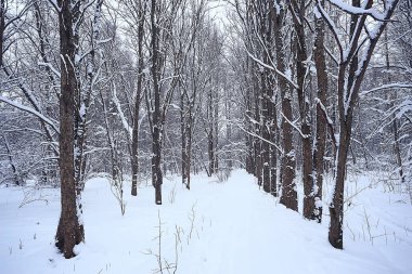 kış manzara orman/karlı havalarda Ocak, karlı ormanda güzel manzara, kuzeye bir gezi