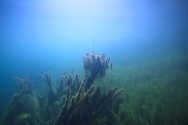 ekoloji ekolojik felaket manzara nehir sualtı