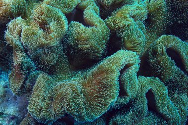 mercan resifi makro/doku, soyut deniz ekosistemi arka plan üzerinde bir mercan resifi
