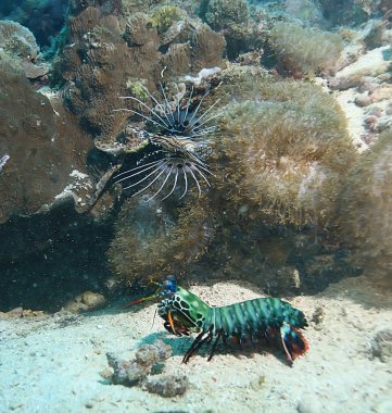 bir mercan resifi üzerinde karides Mantis sualtı/sualtı sahnesi, tropikal deniz, alışılmadık yaratık, makro