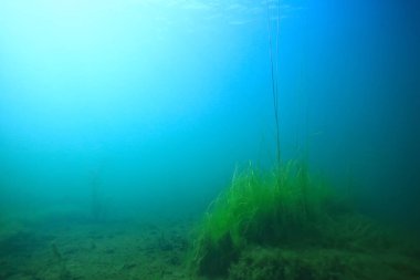 arka plan dalış doğa ekosistem Eko su sualtı taze