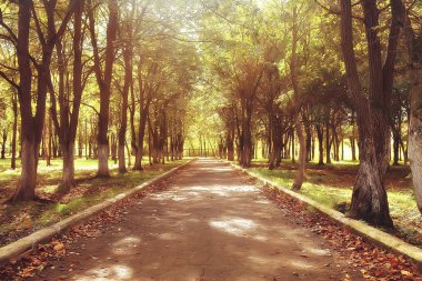 yol sonbahar Parkı/sonbahar peyzaj, sarı Park sonbahar ağaçları ve yaprakları, şehir parkında güzel bir güneşli gün. Sonbahar