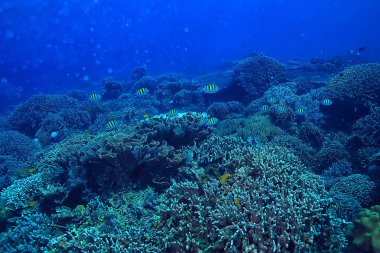 Sualtı sahnesi/mercan resifi, dünya okyanus yaban hayatı manzara