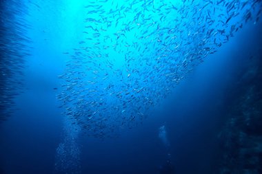 su içine dalış/deniz sahnesi, okyanusta dinlenme, su altında yaban hayatı