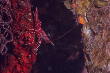 bir mercan resifi üzerinde karides Mantis sualtı/sualtı sahnesi, tropikal deniz, alışılmadık yaratık, makro