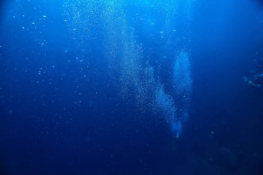 su içine dalış/deniz sahnesi, okyanusta dinlenme, su altında yaban hayatı