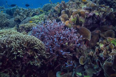 okyanusta yelpaze mercanı büyük dallanma mercan resif/deniz manzarası sualtı yaşam